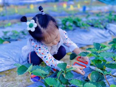 就爱去云南丨“莓”好时光！周末水果采摘好地方推荐给你