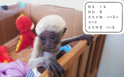 全国首例！云南德宏人工繁育出东白眉长臂猿
