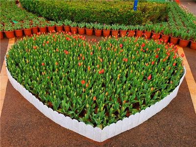 捞渔河湿地公园第七届郁金香花展今起试营业
