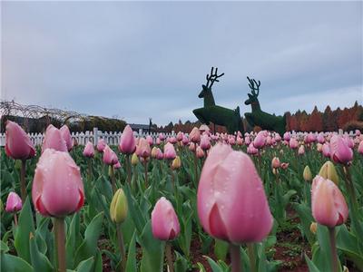 捞渔河湿地公园第七届郁金香花展今起试营业