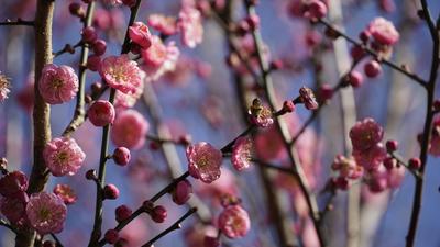 给你安排好啦！春节游弥勒，收好这份线路！