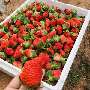 暖冬里，一起相约普洱思茅的“莓”好时光吧！