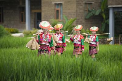 跟着中老铁路游玉溪丨“一日一景”——新平花腰田间