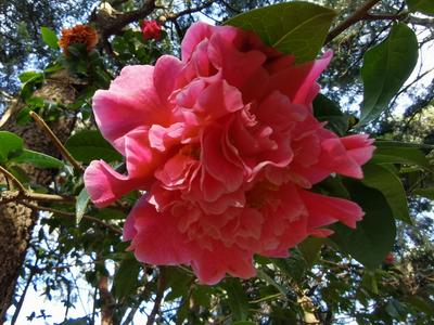 金殿山茶迎春绽放      展示昆明市花之美 