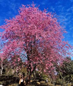 又到樱花浪漫时，来普洱景谷赏樱吧！