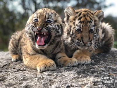 云南野生動物園7只小老虎齊亮相 今年春節將與市民見面