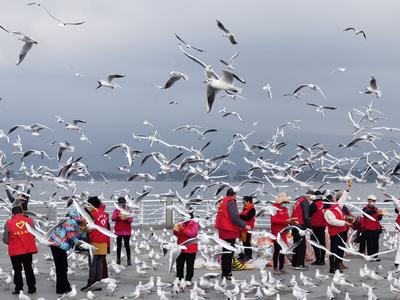 阳光志愿者：义务喂鸥 成为海埂大坝一道亮丽风景