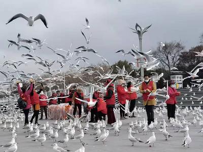 阳光志愿者：义务喂鸥 成为海埂大坝一道亮丽风景