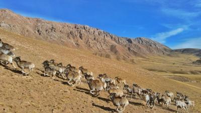 盘羊群现身青海都兰县境内