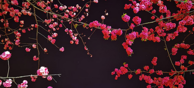 【攻略】待春暖花开，赴弥勒这片花海！