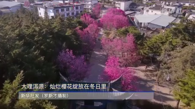 大理洱源：灿烂樱花绽放在冬日里