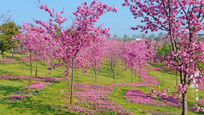 【攻略】待春暖花开，赴弥勒这片花海！