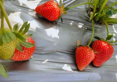 暖冬里，一起相约普洱思茅的“莓”好时光吧！