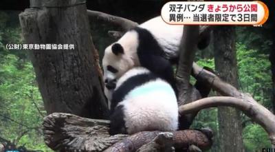 旅日双胞胎熊猫同游客见面 每人只能参观1分钟