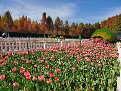 捞渔河湿地公园第七届郁金香花展今起试营业
