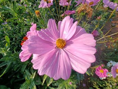 高光开远  一眼万年凤凰楼 