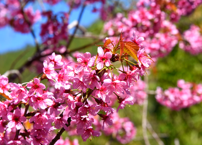 又到樱花浪漫时，来普洱景谷赏樱吧！