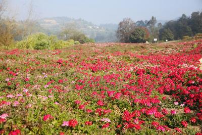 吃喝玩乐一站搞定！玉溪玉山城休闲农业及乡村旅游示范园等你来打卡