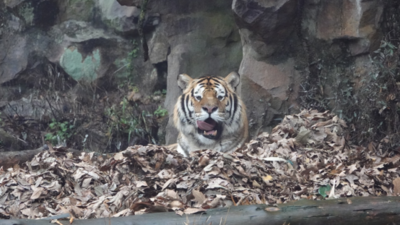 有“虎跑路迪士尼”之称的杭州动物园（少儿公园）邀你虎年看老虎