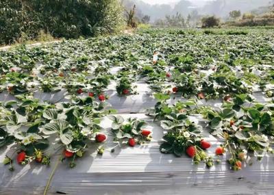 暖冬里，一起相约普洱思茅的“莓”好时光吧！