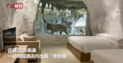 江苏一酒店拟推“虎景房” 可与老虎隔窗共眠