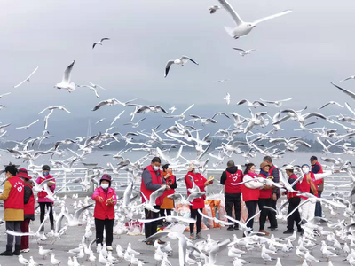 阳光志愿者：义务喂鸥 成为海埂大坝一道亮丽风景