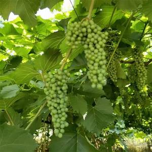 何以解忧？来云南红酒庄