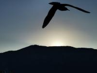 【图集 | 洱河森林公园：群花竞放 鸭鸥云集 新人扎堆拍婚照】 