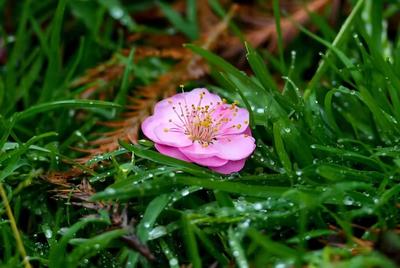 图组丨踏着春光，迎接弥勒春暖花开