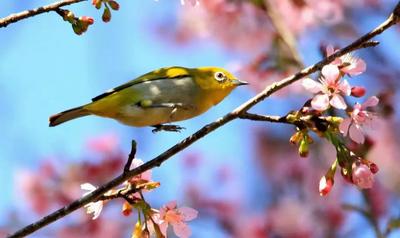 鸟语花香迎春来 孟连版“百鸟图”上线