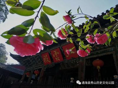 玉溪通海：初春时节，秀山花开待客来