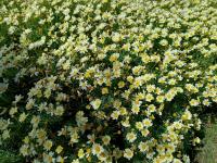 【图集 | 洱河森林公园：群花竞放 鸭鸥云集 新人扎堆拍婚照】 