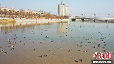 新疆托克逊县白杨河冰雪消融候鸟成群