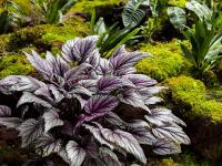 图集｜扶荔宫再次开园 快邀约家人一起打卡吧