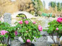 图集 | 大观公园牡丹花迎接游客过新年