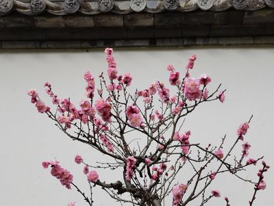 今日立春：风和日暖山水醒，春到人间草木生