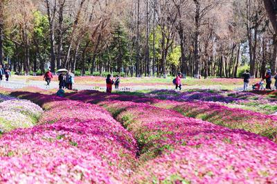【美丽大理】行走在诗意间 解锁大理早春潮玩新姿势