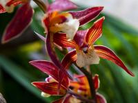 图集｜扶荔宫再次开园 快邀约家人一起打卡吧