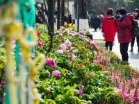 图集 | 大观公园牡丹花迎接游客过新年