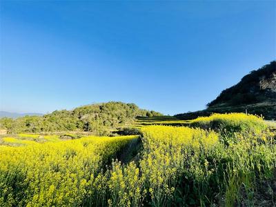 蚌弄山春田花会，激起宁洱那勐勐村乡村旅游新浪潮！