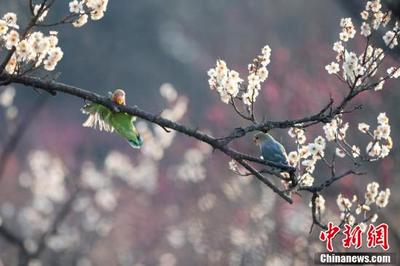 南京春意渐浓 牡丹鹦鹉“赏”梅留“倩影”