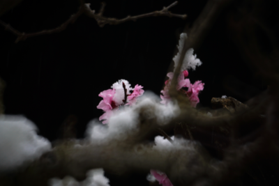 动人的画卷无言的诗，当春雪遇到了昆明黑龙潭