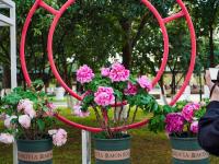 图集 | 大观公园牡丹花迎接游客过新年