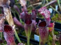 图集｜扶荔宫再次开园 快邀约家人一起打卡吧