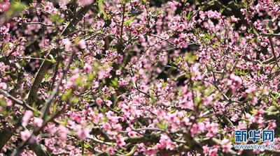 云南蒙自：桃花开放 美景如画