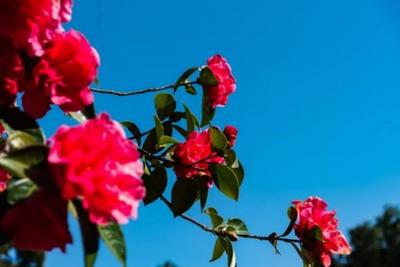 三月份，内蒙古、辽宁、甘肃及丽江的居民可免景区门票游鸡足山！