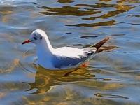 【图集 | 洱河森林公园：群花竞放 鸭鸥云集 新人扎堆拍婚照】