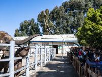 图集｜阳光明媚易出行 民族村里把年闹