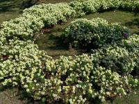 【图集 | 洱河森林公园：群花竞放 鸭鸥云集 新人扎堆拍婚照】