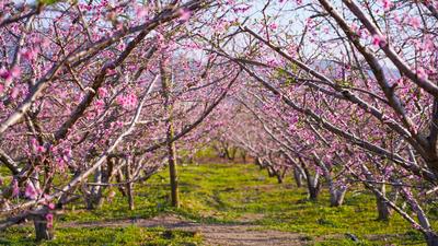 就爱去云南丨红河万亩桃花开，与你浪漫相约